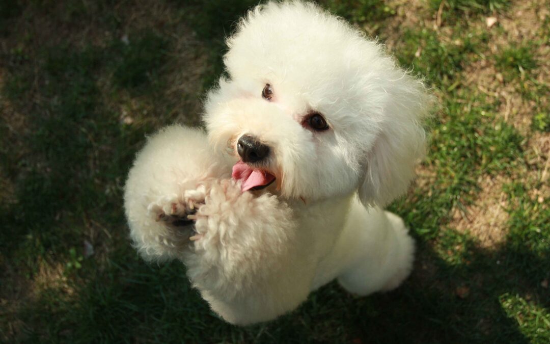 Top Tips for Happy Pets