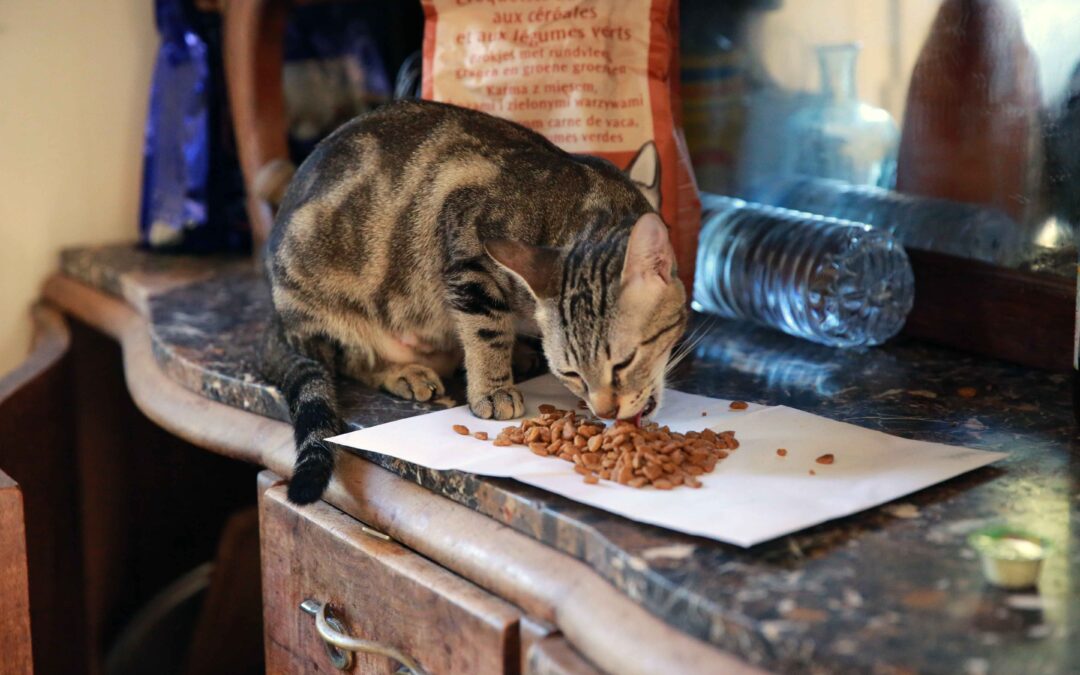 Healthy Food Choices for Pets